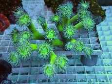 画像1: No.1 オーストラリア産 ウィスカーズコーラル ２５ポリプ以上付き (1)