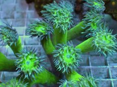 画像2: No.1 オーストラリア産 ウィスカーズコーラル ２５ポリプ以上付き (2)