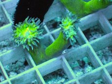 画像1: No.2 オーストラリア産 ウィスカーズコーラル (1)