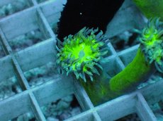 画像2: No.2 オーストラリア産 ウィスカーズコーラル (2)