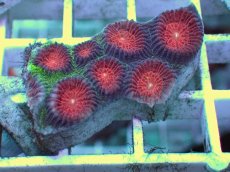 画像1: No.1 バラバットキクメイシ　ツートン (1)