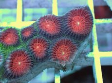 画像2: No.1 バラバットキクメイシ　ツートン (2)