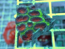 画像1: No.2 バラバットキクメイシ　ツートン (1)