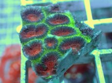 画像2: No.2 バラバットキクメイシ　ツートン (2)