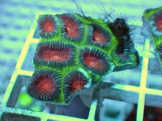 画像1: No.3 バラバットキクメイシ　ツートン (1)