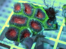 画像2: No.3 バラバットキクメイシ　ツートン (2)