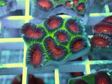 画像1: No.4 バラバットキクメイシ　ツートン (1)