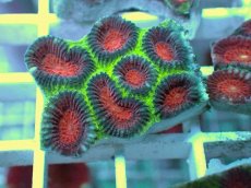 画像2: No.4 バラバットキクメイシ　ツートン (2)