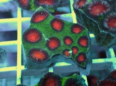 画像1: No.5 バラバットキクメイシ　ツートン (1)