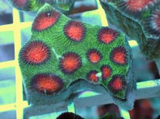 画像2: No.5 バラバットキクメイシ　ツートン (2)