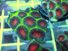 画像1: No.6 バラバットキクメイシ　ツートン (1)