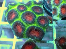 画像2: No.6 バラバットキクメイシ　ツートン (2)