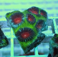 画像1: No.7 バラバットキクメイシ　ツートン (1)