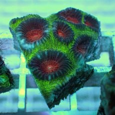 画像2: No.7 バラバットキクメイシ　ツートン (2)