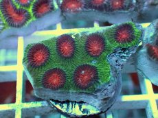 画像1: No.8 バラバットキクメイシ　ツートン (1)