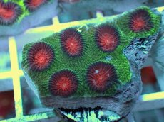 画像2: No.8 バラバットキクメイシ　ツートン (2)