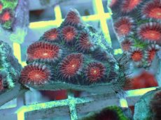 画像1: No.9 バラバットキクメイシ　ツートン (1)