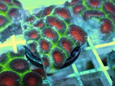 画像1: No.10 バラバットキクメイシ　ツートン (1)