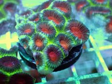 画像2: No.10 バラバットキクメイシ　ツートン (2)