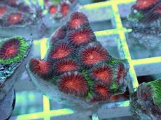 画像1: No.11 バラバットキクメイシ　ツートン (1)