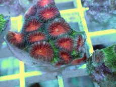 画像2: No.11 バラバットキクメイシ　ツートン (2)