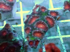 画像1: No.12 バラバットキクメイシ　ツートン (1)