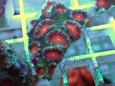 画像2: No.12 バラバットキクメイシ　ツートン (2)