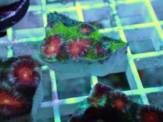 画像1: No.13 バラバットキクメイシ　ツートン (1)