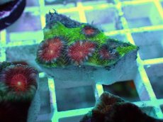 画像2: No.13 バラバットキクメイシ　ツートン (2)