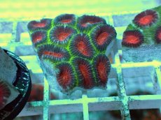 画像1: No.14 バラバットキクメイシ　ツートン (1)