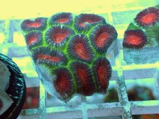 画像2: No.14 バラバットキクメイシ　ツートン (2)