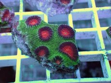 画像1: No.15 バラバットキクメイシ　ツートン (1)