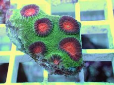 画像2: No.15 バラバットキクメイシ　ツートン (2)