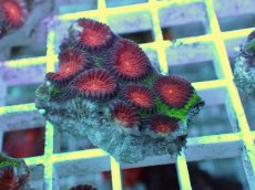 画像1: No.16 バラバットキクメイシ　ツートン (1)