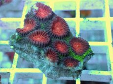 画像2: No.16 バラバットキクメイシ　ツートン (2)