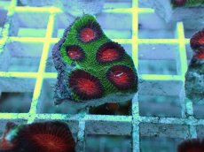 画像1: No.18 バラバットキクメイシ　ツートン (1)