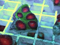 画像2: No.18 バラバットキクメイシ　ツートン (2)