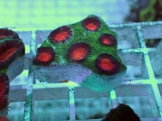 画像1: No.19 バラバットキクメイシ　ツートン (1)