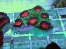 画像2: No.19 バラバットキクメイシ　ツートン (2)