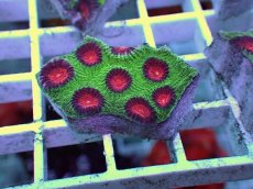 画像1: No.20 バラバットキクメイシ　ツートン (1)