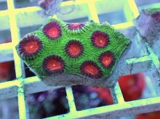 画像2: No.20 バラバットキクメイシ　ツートン (2)