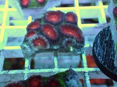 画像1: No.23 バラバットキクメイシ　ツートン (1)