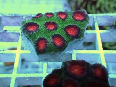 画像1: No.24 バラバットキクメイシ　ツートン (1)