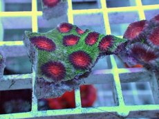 画像1: No.25 バラバットキクメイシ　ツートン (1)