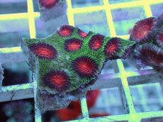 画像2: No.25 バラバットキクメイシ　ツートン (2)