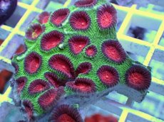 画像2: No.26 バラバットキクメイシ　ツートン (2)