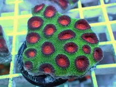 画像1: No.27 バラバットキクメイシ　ツートン (1)