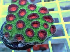 画像2: No.27 バラバットキクメイシ　ツートン (2)