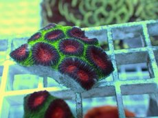 画像1: No.28 バラバットキクメイシ　ツートン (1)