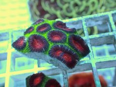 画像2: No.28 バラバットキクメイシ　ツートン (2)